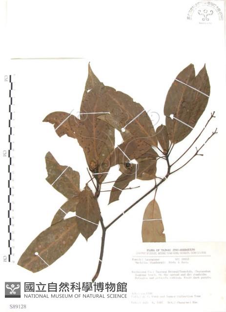 豬腳楠藏品圖，第1張