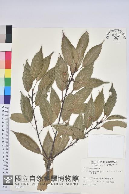 青剛櫟、鐵椆藏品圖，第1張