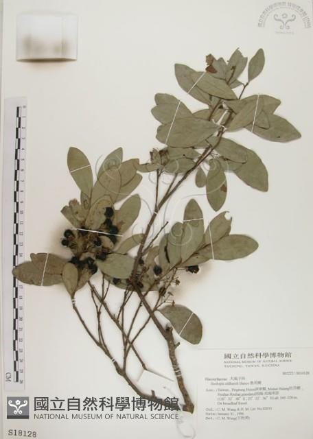 魯花樹藏品圖，第1張