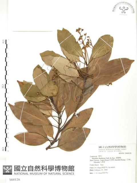 豬腳楠藏品圖，第1張