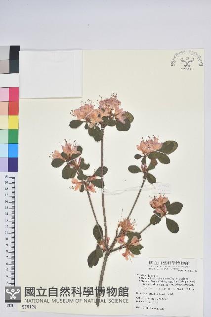 南澳杜鵑藏品圖，第1張