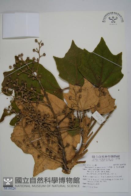 華參、裡白八角金盤藏品圖，第1張