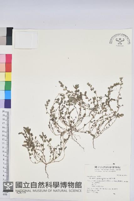 伏生大戟藏品圖，第1張