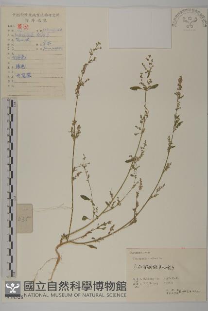 藜、灰藜藏品圖，第1張