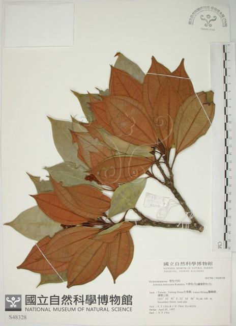 大野牡丹藏品圖，第1張