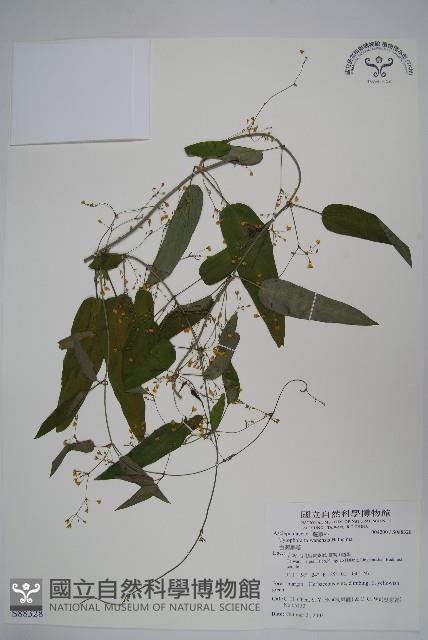 台灣鷗蔓藏品圖，第1張