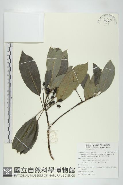 耿氏虎皮楠藏品圖，第1張