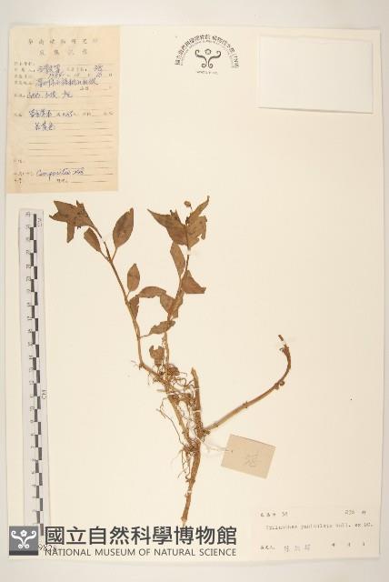 金鈕釦藏品圖，第1張