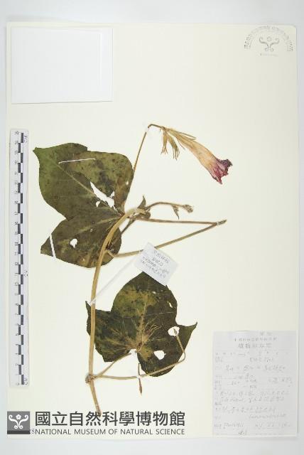 裂葉牽牛藏品圖，第1張