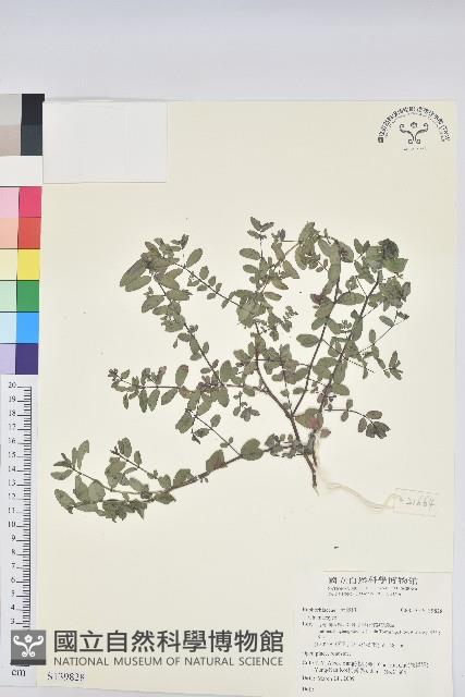 登錄號:S139828藏品圖，第1張