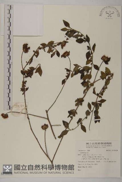 登錄號:S118828藏品圖，第1張