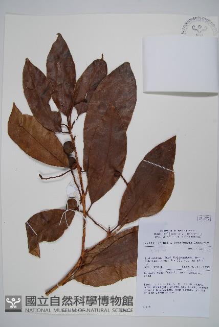 登錄號:S058828藏品圖，第1張