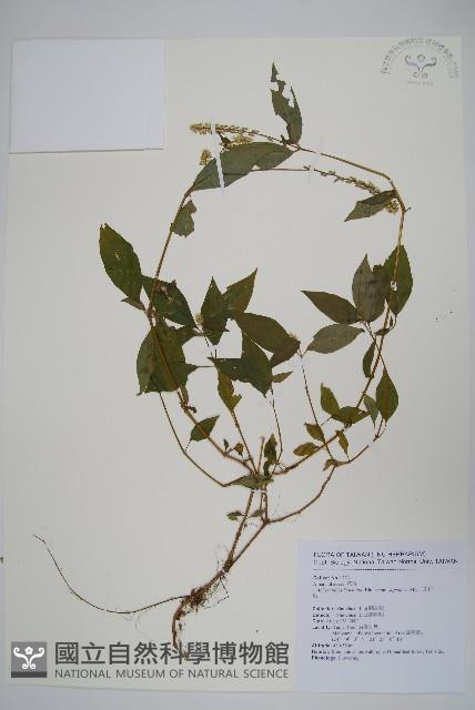 日本牛膝藏品圖，第1張