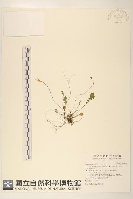 臺灣稻槎草藏品圖，第1張