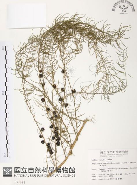 天門冬藏品圖，第1張