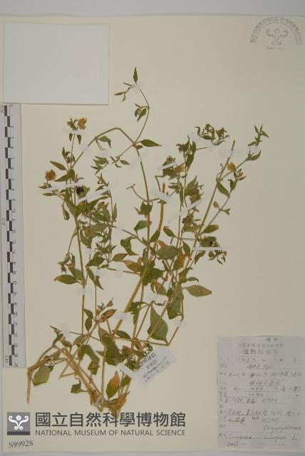 狗筋蔓藏品圖，第1張