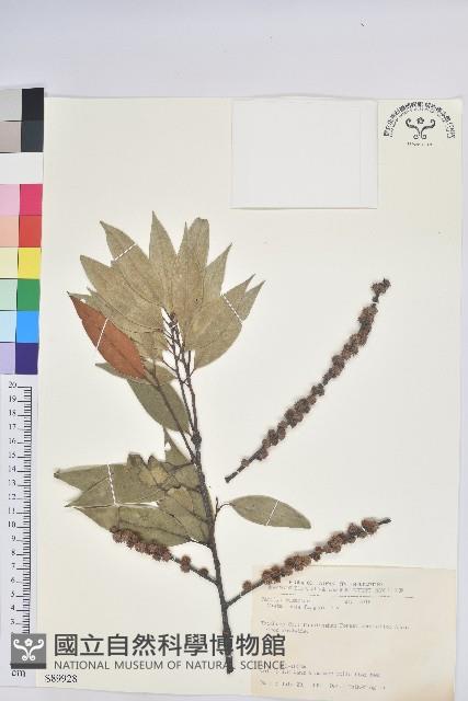 火燒柯、栲樹藏品圖，第1張