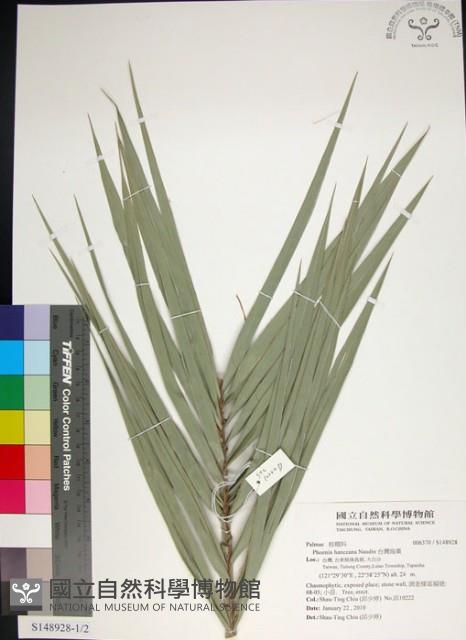 台灣海棗藏品圖，第1張