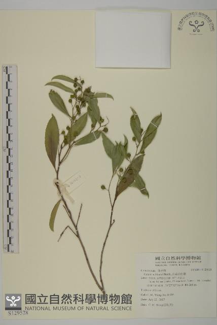 南華南蛇藤，青江藤藏品圖，第1張