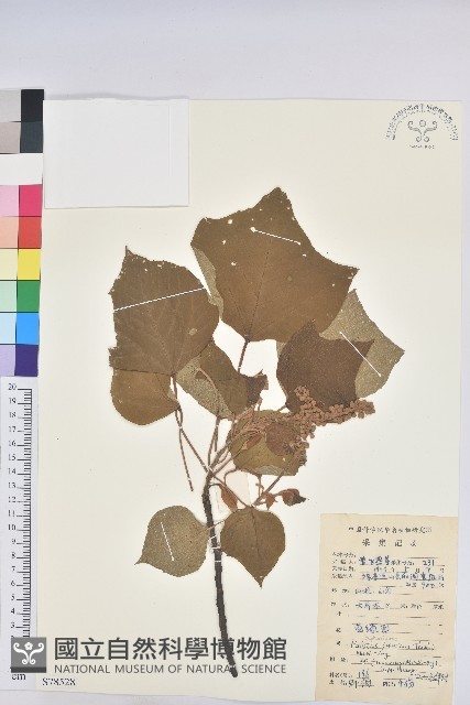 登錄號:S078528藏品圖，第1張