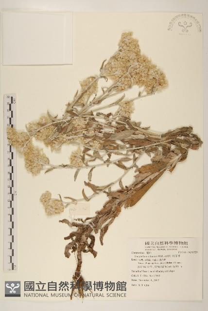 紅面番藏品圖，第1張