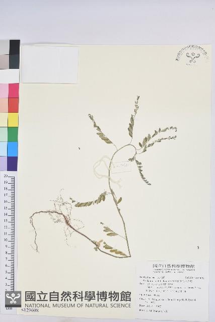 銳葉小還魂藏品圖，第1張