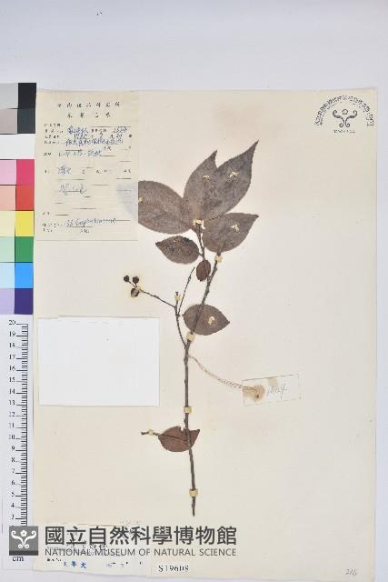 黃背越橘藏品圖，第1張