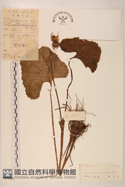 Accession Number:S039608 Collection Image, Figure 1, Total 3 Figures