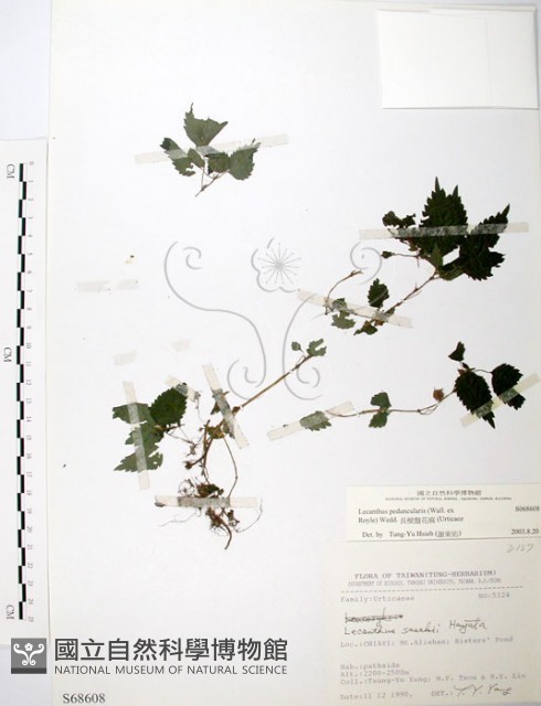 長梗盤花麻藏品圖，第1張