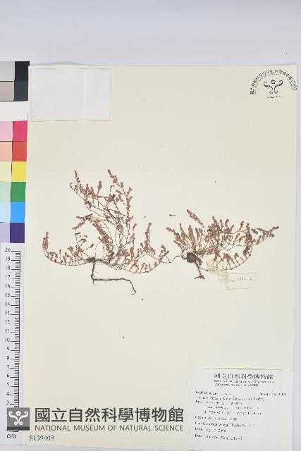 小葉大戟藏品圖，第1張