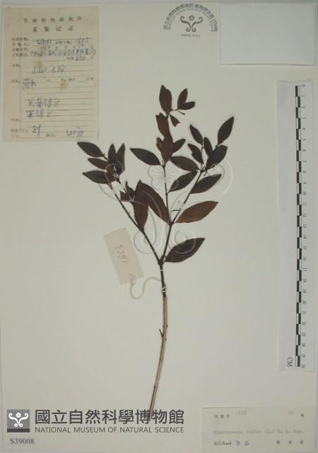 南嶺蕘花藏品圖，第1張