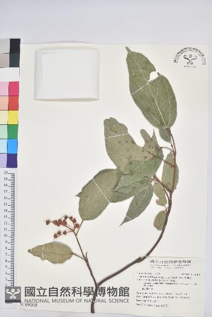 粗糠柴藏品圖，第1張