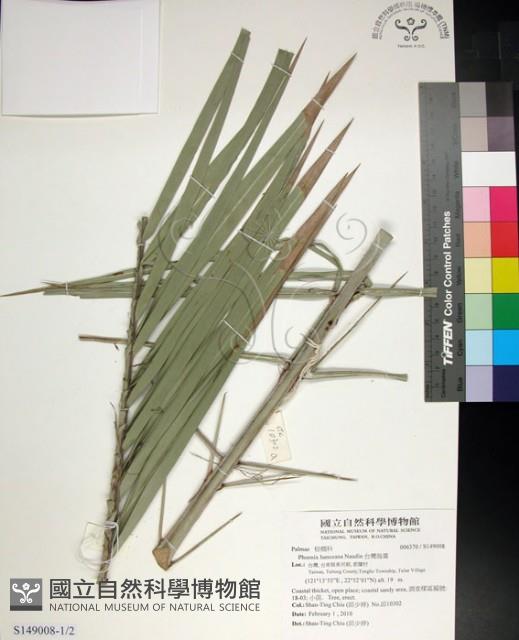 台灣海棗藏品圖，第1張