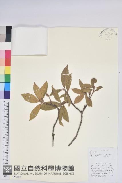 炮仗花杜鵑藏品圖，第1張