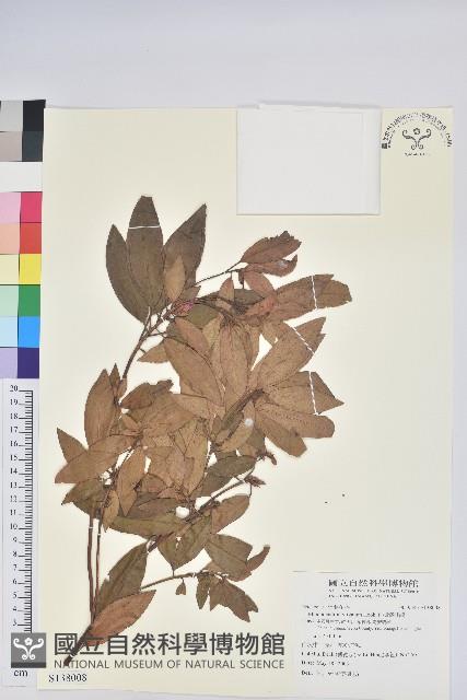 柳條杜鵑藏品圖，第1張