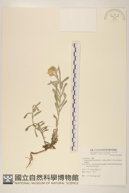 鼠麴草藏品圖，第1張