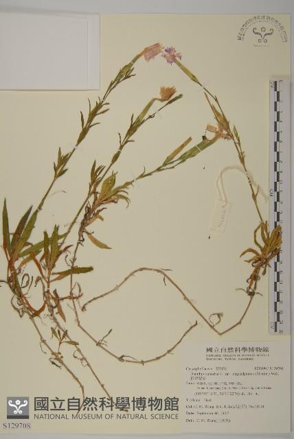 長萼瞿麥藏品圖，第1張