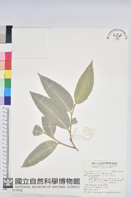 鐵色藏品圖，第1張