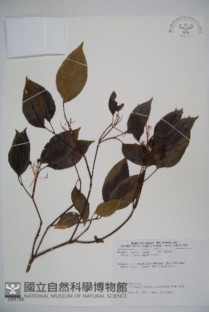 高山莢迷藏品圖，第1張