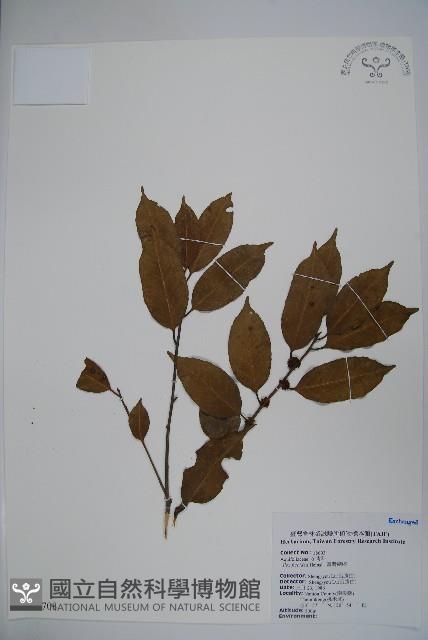 臺灣糊樗藏品圖，第1張