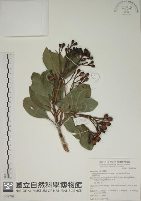 密脈赤楠藏品圖，第1張