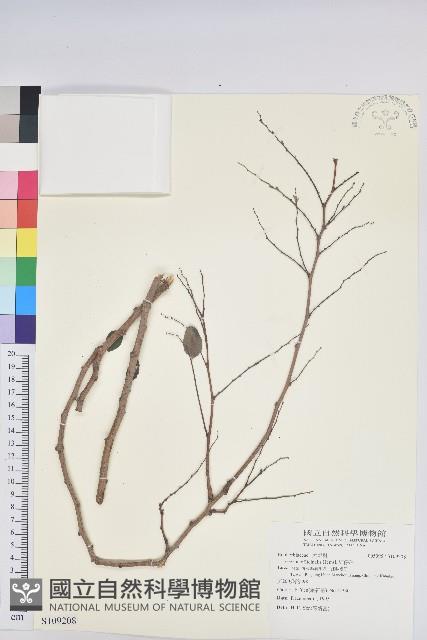 紅仔珠藏品圖，第1張