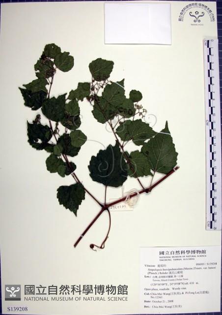 漢氏山葡萄藏品圖，第1張