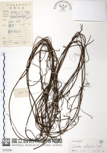 無根草藏品圖，第1張