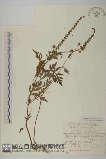 登錄號:S049208藏品圖，第1張