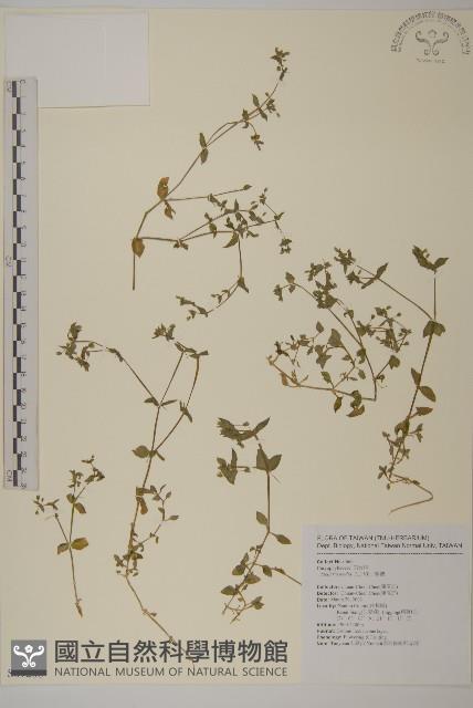 繁縷藏品圖，第1張