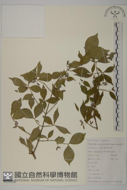 衛矛藏品圖，第1張