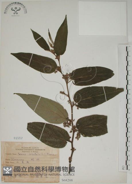 山黃麻藏品圖，第1張