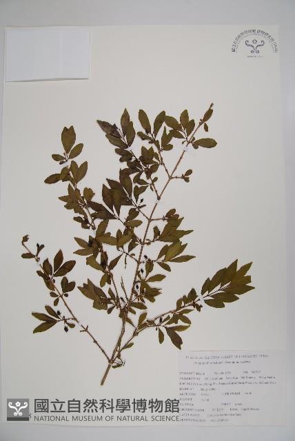 四川忍冬藏品圖，第1張