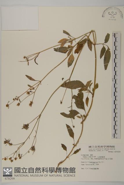 大花咸豐草藏品圖，第1張